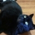 1.5 YAŞINDA KISIR BRİTİSH SHORTHAİR KEDİMİZE YUVA ARIYORUZ KAĞITHANE fotoğraf