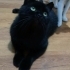 1.5 YAŞINDA KISIR BRİTİSH SHORTHAİR KEDİMİZE YUVA ARIYORUZ KAĞITHANE fotoğraf