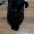 1.5 YAŞINDA KISIR BRİTİSH SHORTHAİR KEDİMİZE YUVA ARIYORUZ KAĞITHANE fotoğraf