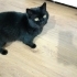 1.5 YAŞINDA KISIR BRİTİSH SHORTHAİR KEDİMİZE YUVA ARIYORUZ KAĞITHANE fotoğraf
