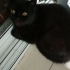 1.5 YAŞINDA KISIR BRİTİSH SHORTHAİR KEDİMİZE YUVA ARIYORUZ KAĞITHANE fotoğraf