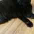 1.5 YAŞINDA KISIR BRİTİSH SHORTHAİR KEDİMİZE YUVA ARIYORUZ KAĞITHANE fotoğraf