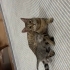 Hayatınızda görüp görebileceğiniz en akıllı ve uysal kedi fotoğraf