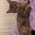 Hayatınızda görüp görebileceğiniz en akıllı ve uysal kedi fotoğraf