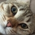 Hayatınızda görüp görebileceğiniz en akıllı ve uysal kedi fotoğraf