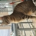 Hayatınızda görüp görebileceğiniz en akıllı ve uysal kedi fotoğraf