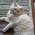 British longhair fotoğraf