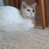 British longhair fotoğraf