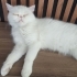 PARİS 2 YAŞINDA KISIR EXOTİC SHORTHAİR TERKEDİLİYOR ACİL YUVA ESENYURT fotoğraf