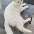 PARİS 2 YAŞINDA KISIR EXOTİC SHORTHAİR TERKEDİLİYOR ACİL YUVA ESENYURT fotoğraf