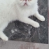 PARİS 2 YAŞINDA KISIR EXOTİC SHORTHAİR TERKEDİLİYOR ACİL YUVA ESENYURT fotoğraf