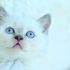 ÜCRETSİZ SAHİPLENDİRME BRİTİSH SHORTHAİR ANA&KIZ fotoğraf
