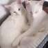 1 ANNE 2 OĞLU YUVA ARIYOR fotoğraf