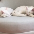 1 ANNE 2 OĞLU YUVA ARIYOR fotoğraf