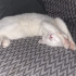1 ANNE 2 OĞLU YUVA ARIYOR fotoğraf