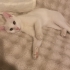 1 ANNE 2 OĞLU YUVA ARIYOR fotoğraf