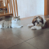 Çok uysal köpeklerle anlaşan yıllardır aynı evde yaşıyor sessiz sakin bir melek fotoğraf