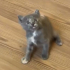 Dünya tatlısı cana yakın gri yavru kedi fotoğraf