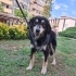 Ücretsiz sahiplenme fino köpek fotoğraf