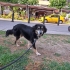 Ücretsiz sahiplenme fino köpek fotoğraf