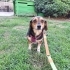 Ücretsiz sahiplenme küçücük irk fotoğraf