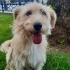 Ücretsiz sahiplenme terrier fotoğraf