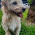 Ücretsiz sahiplenme terrier fotoğraf