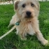 Ücretsiz sahiplenme terrier fotoğraf