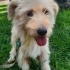 Ücretsiz sahiplenme terrier fotoğraf