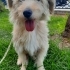 Ücretsiz sahiplenme terrier fotoğraf