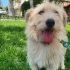 Ücretsiz sahiplenme terrier fotoğraf