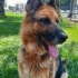 Ücretsiz sahiplenme fotoğraf