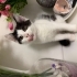 3 yavru kedi acil yuva fotoğraf