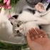 3 yavru kedi acil yuva fotoğraf