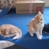 Çok Acil Ücretsiz Sahiplendirme, Sokağa Gidecekler fotoğraf