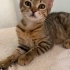 LİLA ACİL YUVA ARIYOR fotoğraf