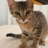 LİLA ACİL YUVA ARIYOR fotoğraf