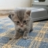Pilav'a Ömürlük Yuva Arıyoruz!! fotoğraf