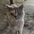 Gri british akıllı kedi fotoğraf