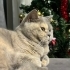 Gri british akıllı kedi fotoğraf