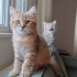 British Longhair erkek yavrular çok acil ömürlük yuva ariyorum fotoğraf