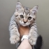 British Longhair erkek yavrular çok acil ömürlük yuva ariyorum fotoğraf