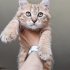 British Longhair erkek yavrular çok acil ömürlük yuva ariyorum fotoğraf