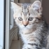 British Longhair erkek yavrular çok acil ömürlük yuva ariyorum fotoğraf