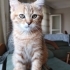 British Longhair erkek yavrular çok acil ömürlük yuva ariyorum fotoğraf