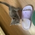 1,5 aylık bebek acil yuva aranıyor fotoğraf