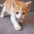Acil yuva aranıyor fotoğraf