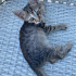 Zorbalanan kedi fotoğraf