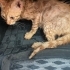 Sarman kedi sahiplendirme fotoğraf