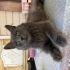 Sokağa bırakılan cins kedi Miya kızımıza yuva fotoğraf